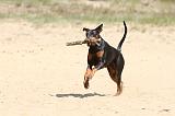 DOBERMANN 848